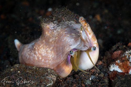 Image of Strombus vomer