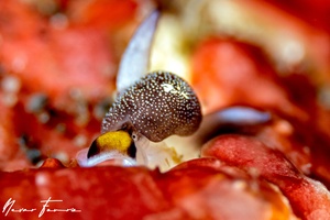 Image of Colpodaspis sp. 2