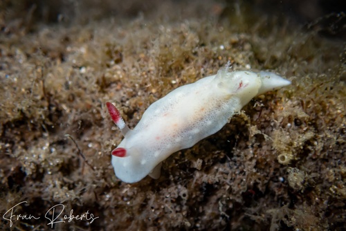 Image of Verconia verconiforma