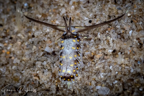 Image of Cerberilla sp. 1