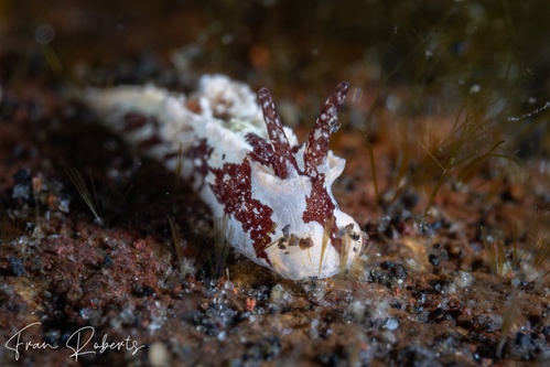 Image of Murphydoris adjusta