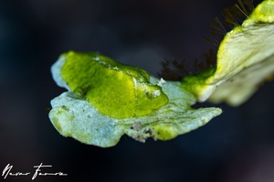 Image of Elysia pusilla