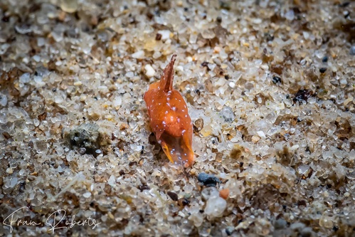 Image of Siphopteron sp. 1