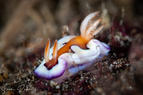 Image of Goniobranchus coi