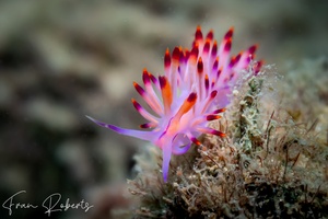 Image of Flabellina aurora
