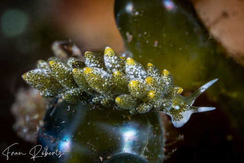 Image of Ercolania sp. 1