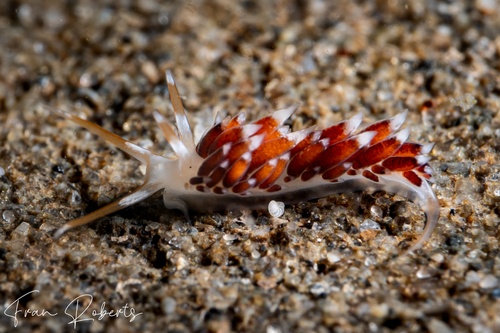 Image of Tenellia sp. 5