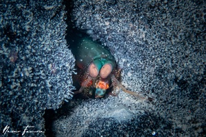 Image of Odontodactylus scyllarus