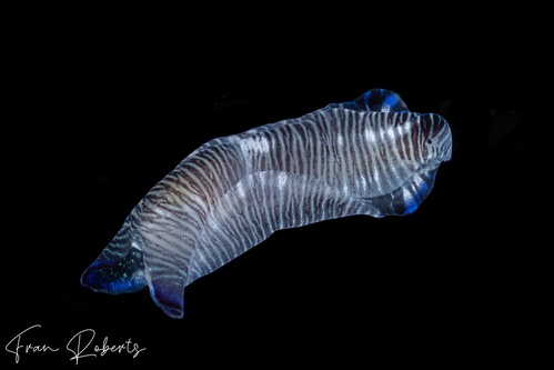 Image of Philinopsis lineolata