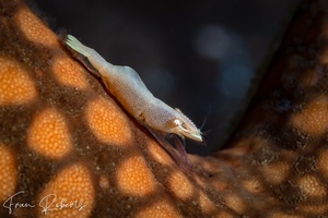 Image of Zenopontonia soror