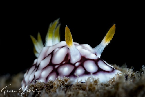 Image of Goniobranchus geometricus