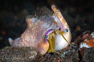 Image of Strombus vomer