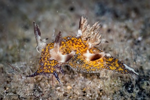 Image of Trapania miltabrancha