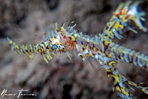 Image of Solenostomus paradoxus