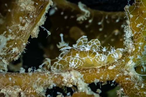 Image of Hancockia burni