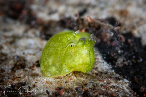 Image of Elysia sp. 3