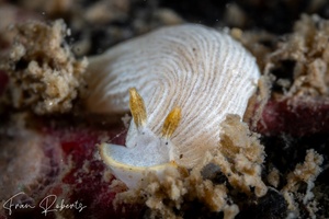 Image of Dermatobranchus sp. 3