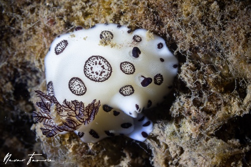 Image of Jorunna funebris