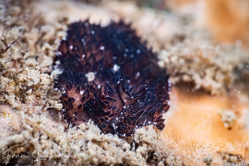 Image of Thyzanozoon sp. 1