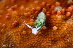 Image of Costasiella fridae