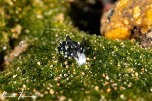 Image of Panderevela hyllebergi