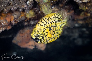 Image of Cleidopus gloriamaris