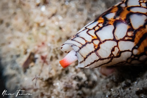 Image of Conus textile