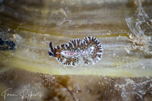 Image of Pseudoceros sp. 03