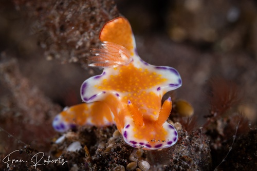 Image of Ceratosoma tenue