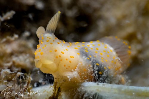Image of Gymnodoris sp. (various)