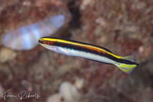 Image of Trachinops taeniatus