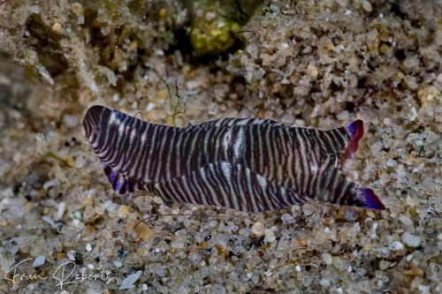 Image of Philinopsis lineolata