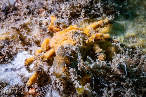 Image of Hyastenus elatus