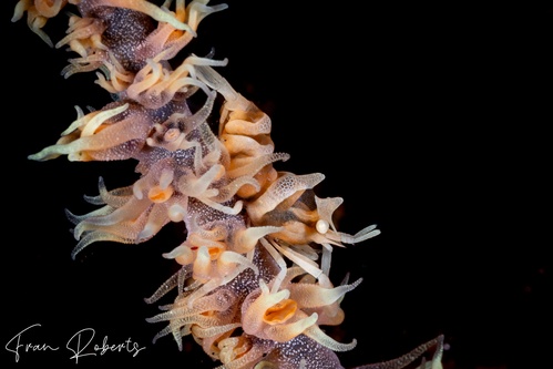 Image of Dasycaris zanzibarica