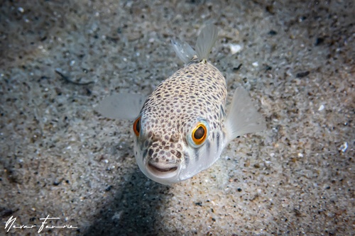 Image of Tetractenos glaber