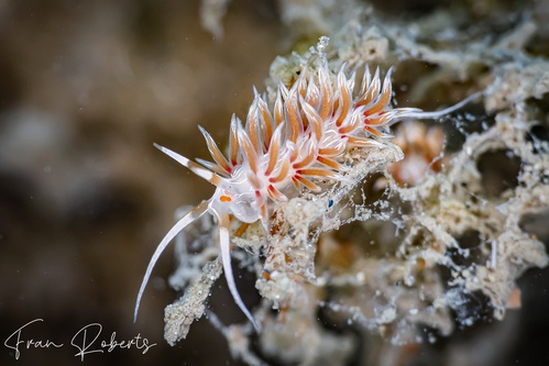 Image of Cratena lineata