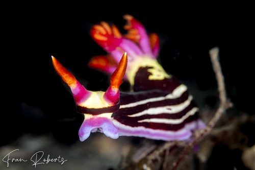 Image of Nembrotha purpureolineata