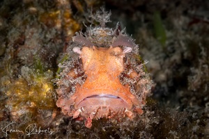 Image of Scorpaenopsis oxycephala