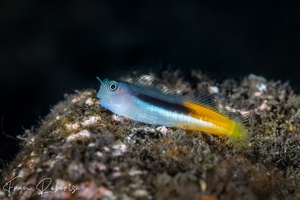 Image of Ecsenius bicolor