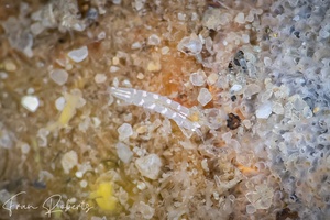 Image of Unidentified Shrimp sp. 10