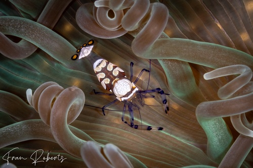 Image of Ancylocaris brevicarpalis