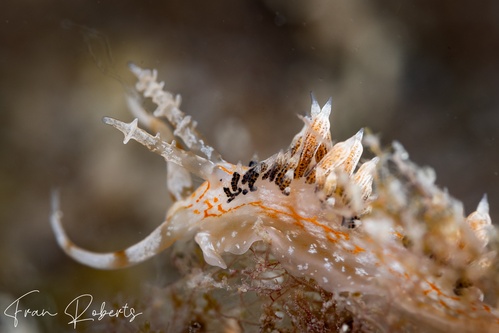 Image of Facelina bourailli