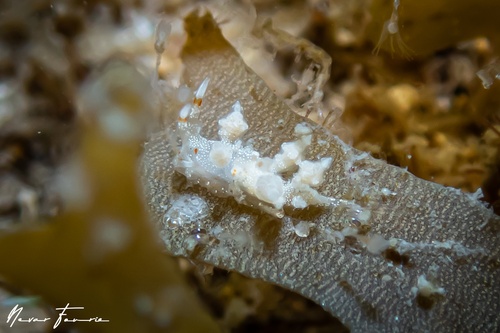 Image of Eubranchus sp. 1