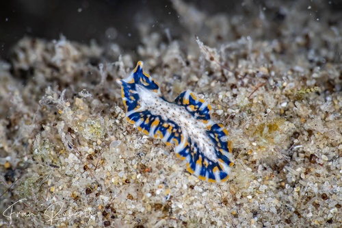 Image of Pseudoceros sp. 04