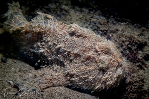 Image of Antennarius striatus