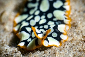 Image of Pseudoceros scintillatus
