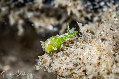 Image of Julia exquisita