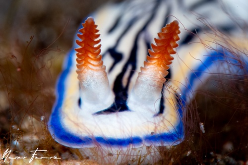 Image of Hypselodoris maritima