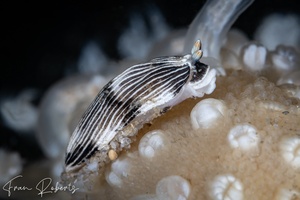 Image of Dermatobranchus sp. 5