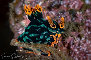 Image of Nembrotha kubaryana